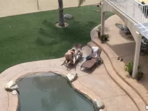 Drone Hunter - Poolside Banging - 11/28/2014