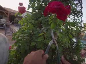 Pervs On Patrol - Gardener's Gone Wild - 09/18/2019