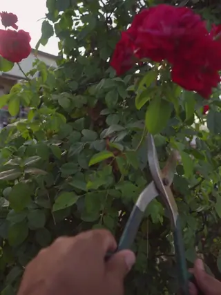 Pervs On Patrol - Gardener's Gone Wild - 09/18/2019